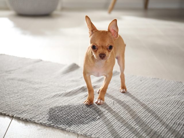 Un petit chien vient de faire ses besoins sur le tapis de la maison.