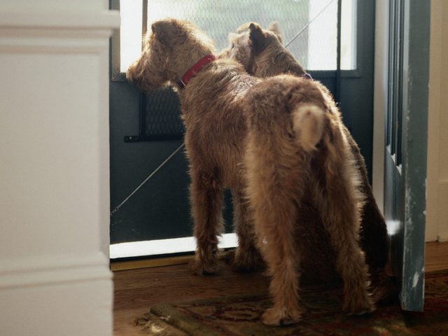 Deux chiens  la porte.