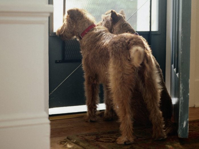 Deux chiens à la porte.