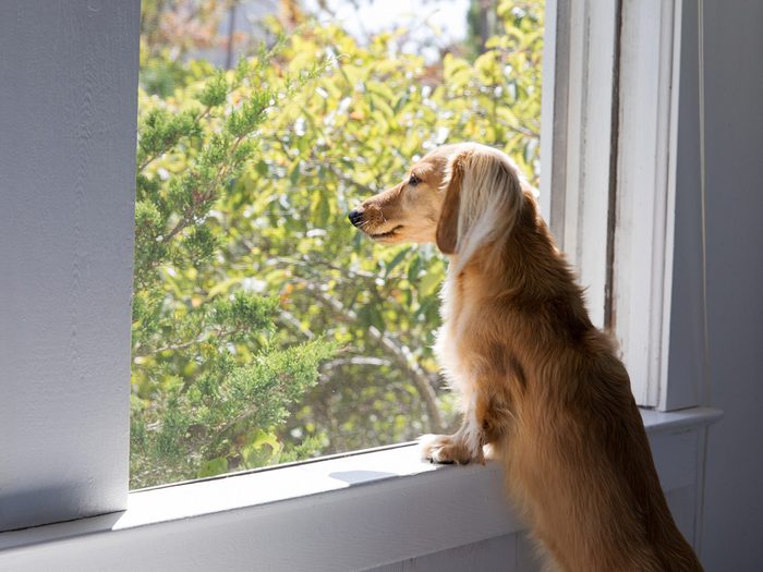 Un petit chien regarde à l'extérieur par la fenêtre.