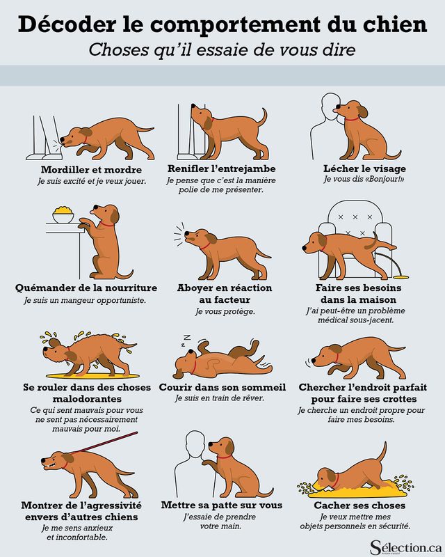 Infographie sur les comportements des chiens.