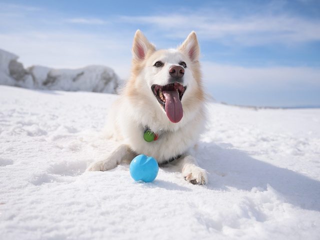 Scurit animaux en hiver: un chien dans la neige.