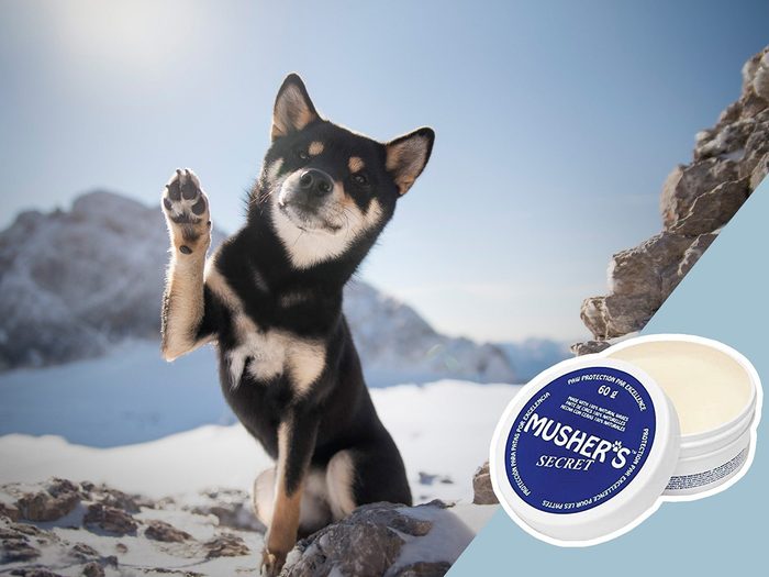 Sécurité des animaux en hiver: un montage d'un chien et d'un produit pour protéger les pattes.