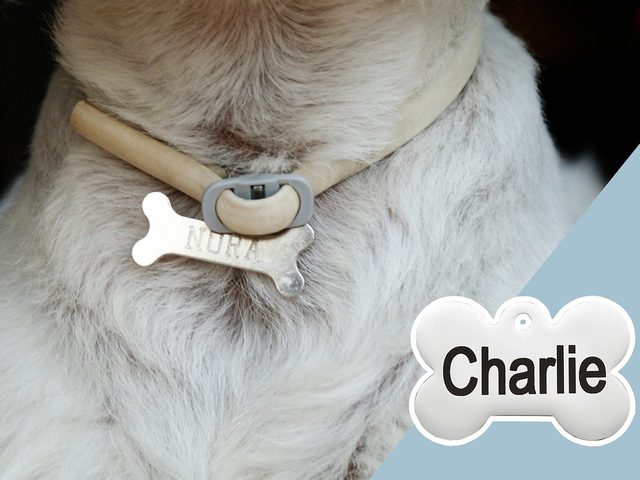 Scurit des animaux: montage d'un chien et d'un collier d'identification crit "Charlie".