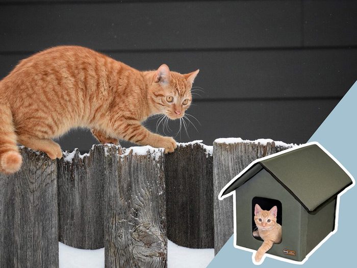 Sécurité des animaux: montage d'un chat et d'une petite cabane pour chats.