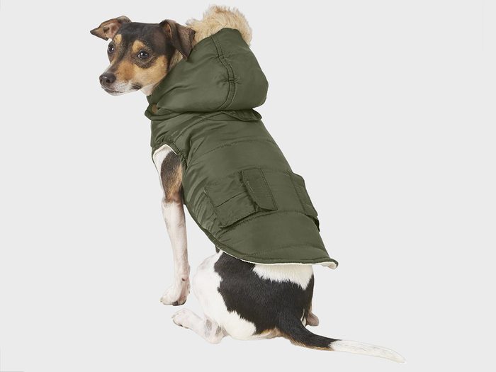 manteau d'hiver pour chien