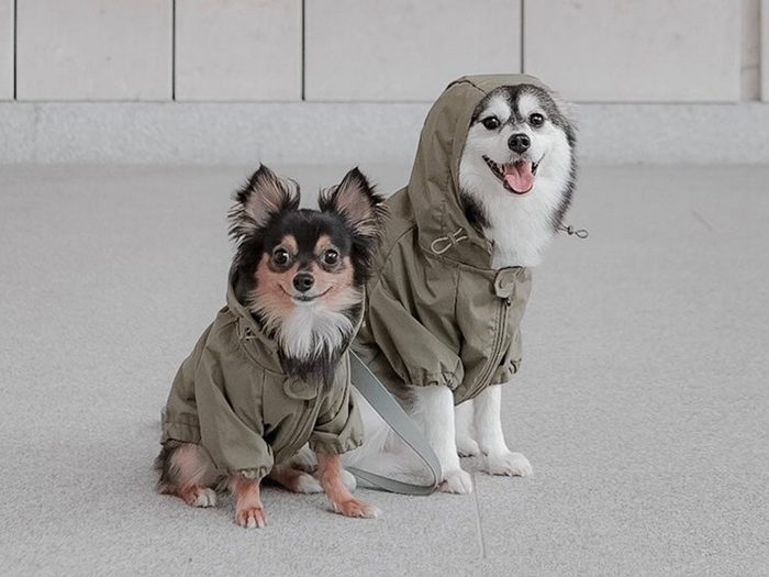 Deux chiens qui portent des manteaux d'hiver.