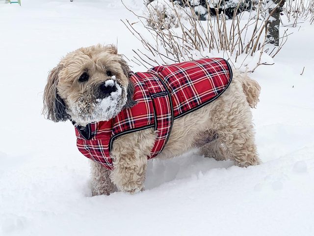 Un petit chien qui porte un manteau d'hiver.