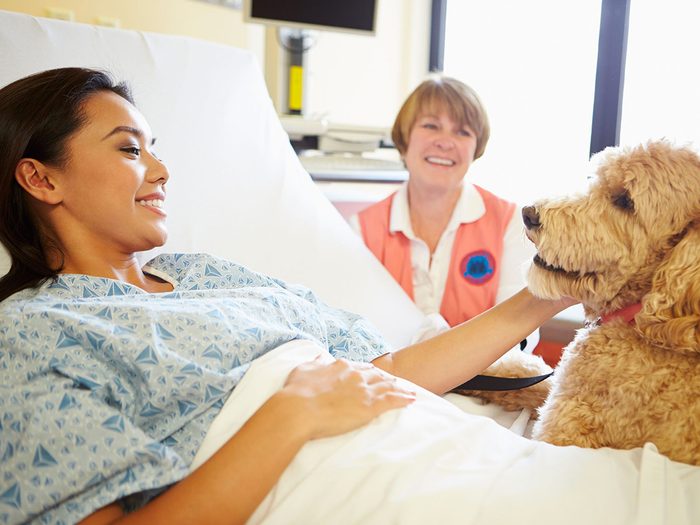 Une femme flatte son chien, sur un lit d'hôpital.