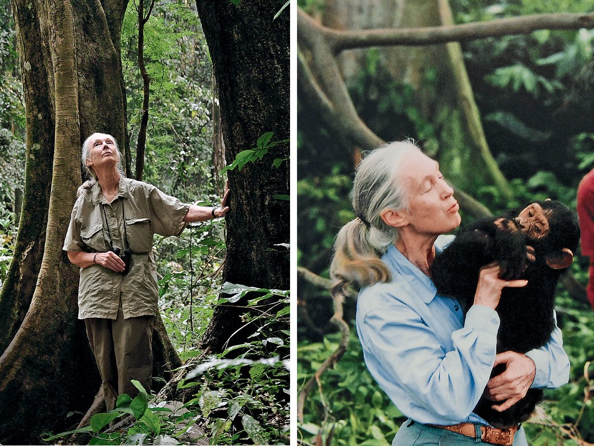 Au parc national de Gombe en 2010; (à droite) Jane Goodall étudie les chimpanzés depuis plus de 60 ans.