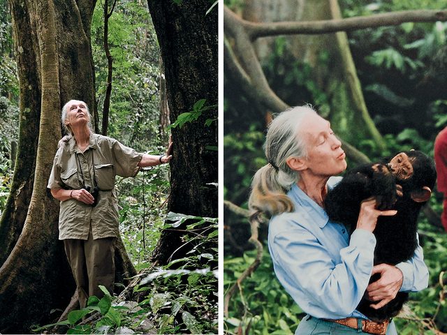 Au parc national de Gombe en 2010; ( droite) Jane Goodall tudie les chimpanzs depuis plus de 60 ans.