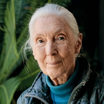 Portrait de Jane Goodall.