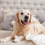 Les meilleures races de chiens pour combattre l’anxiété, selon des experts