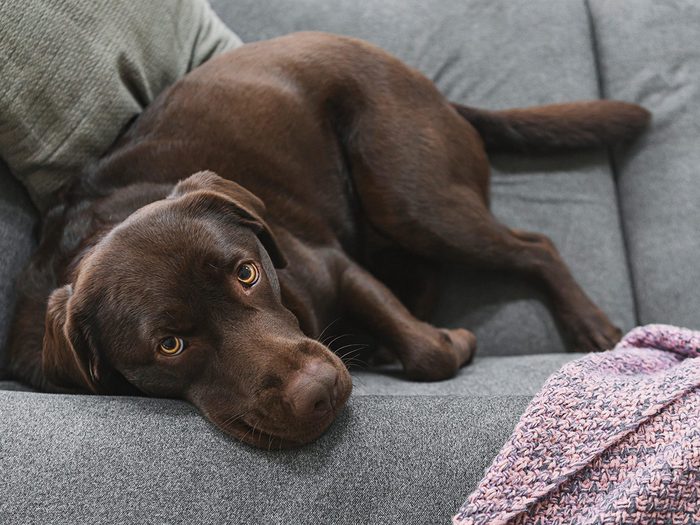 Races de chien pour anxiété: le Labrador.