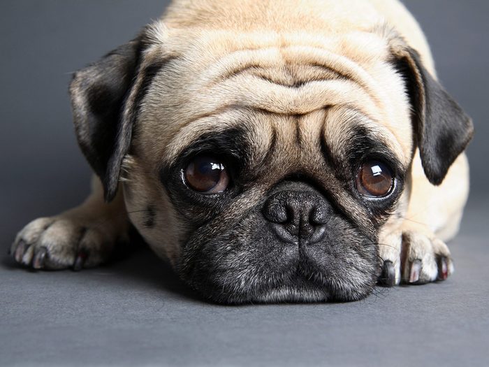 Voici les meilleures races de chien pour anxiété.