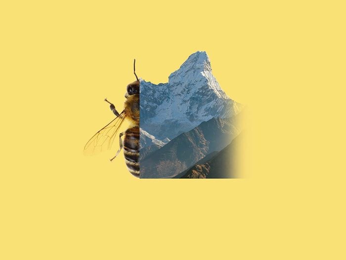 Montage d'une abeille et du Mont Everest.