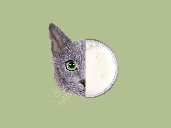 Montage d'un chat et d'un verre de lait.