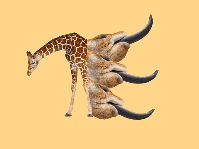 Faits intressants: montage d'une girafe et de ses langues.