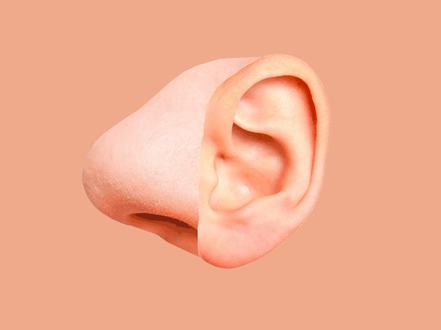 Faits intressants: montage d'un nez et d'une oreille.