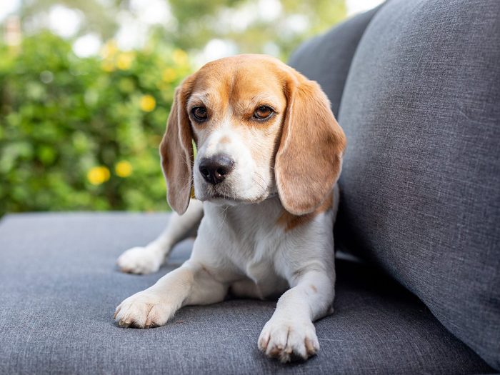 Les chiens les plus difficiles à dresser: le beagle.