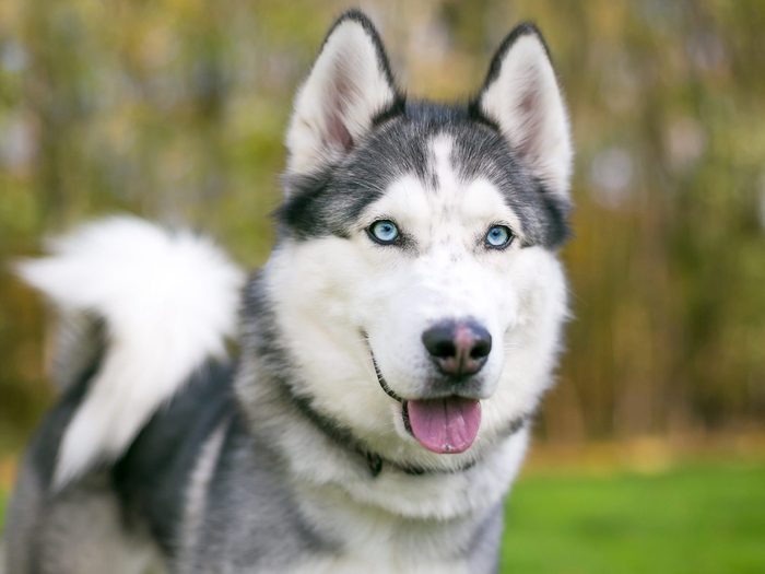 Les chiens les plus difficiles à dresser: le husky de Sibérie.