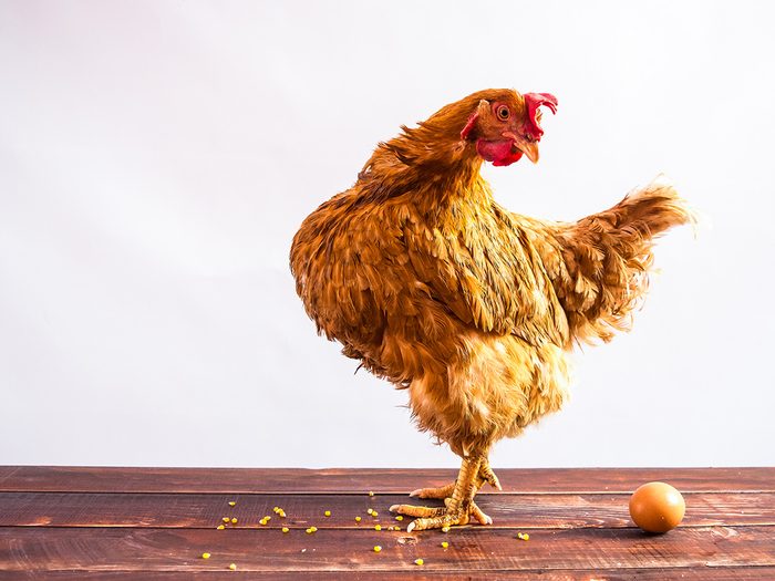 Faits œufs: la poule et l'œuf.