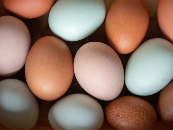 Faits œufs: des coquilles brunes ou vertes.