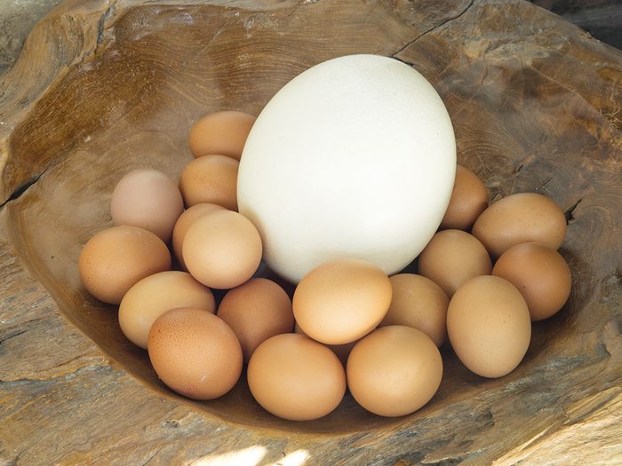 Un œuf d'autruche avec des petits œufs.