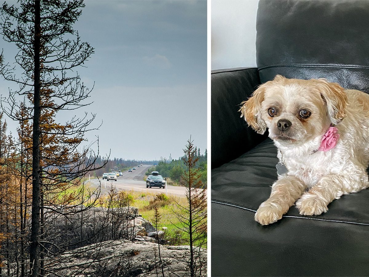 Animaux perdus et retrouvés: montage photo d'une forêt brûlée au Canada et d'un petit chien.