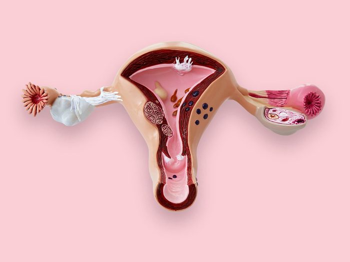 Mythes santé des femmes: image du système reproductif féminin.
