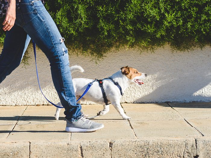 Nouvelles médecine: une personne qui marche son chien.