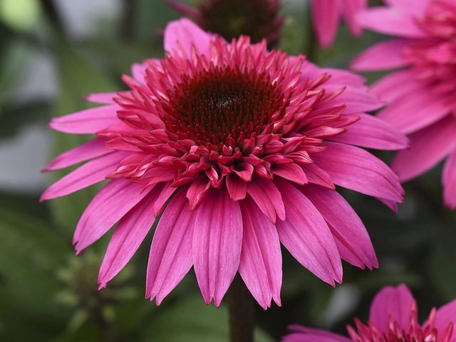 Plantes jardin: l'chinace Double Scoop Watermelon Deluxe Coneflower.