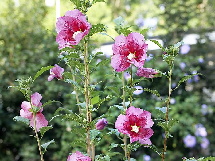 Plantes jardin: l’hibiscus rose de Sharon Red Pillar.