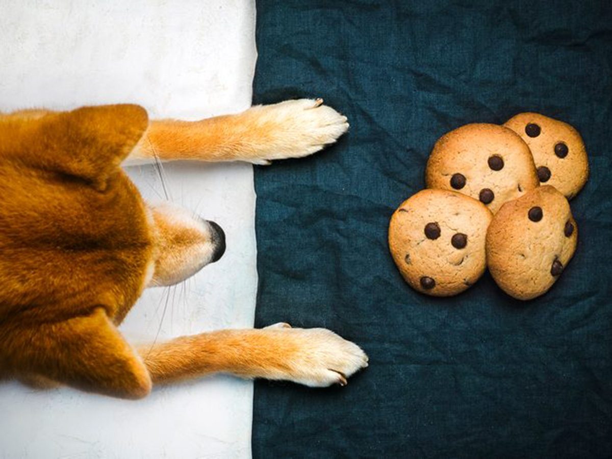 Aliments dangereux pour chiens: un chien devant des biscuits.