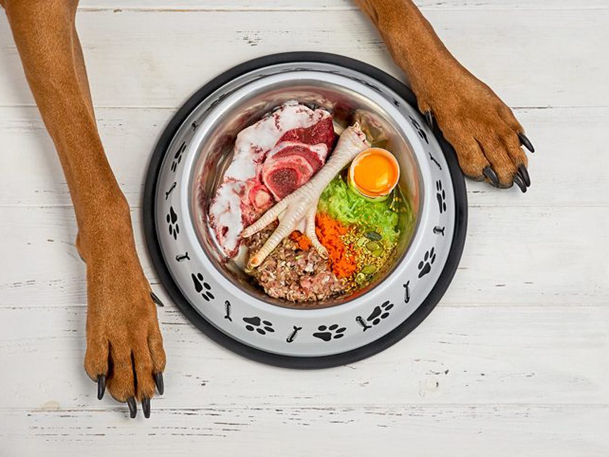 Aliments dangereux pour chiens: deux pattes de chiens devant un bol de nourriture.