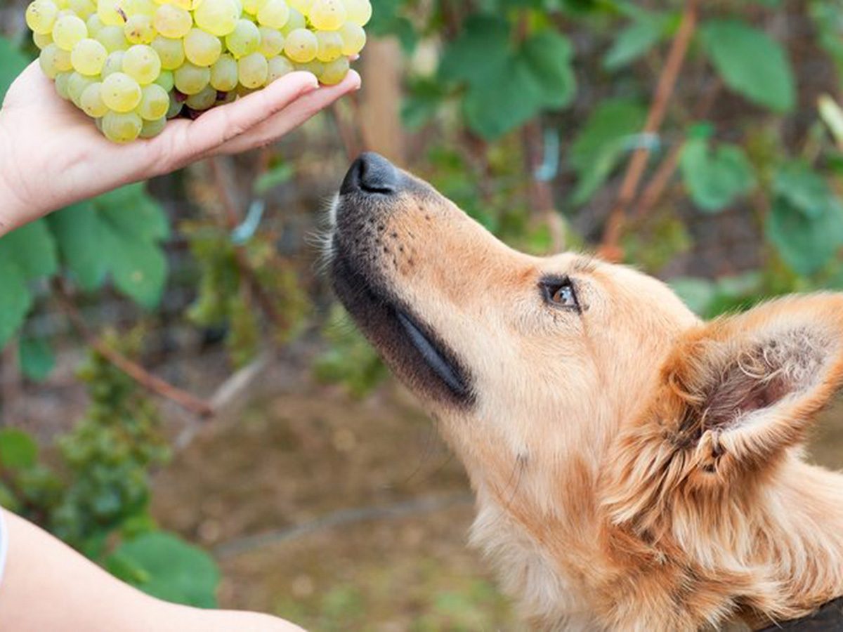 Aliments dangereux pour chiens: un chien qui renifle des raisins.
