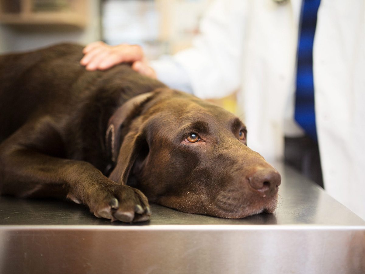 Aliments dangereux pour chiens: un labrador au vétérinaire.