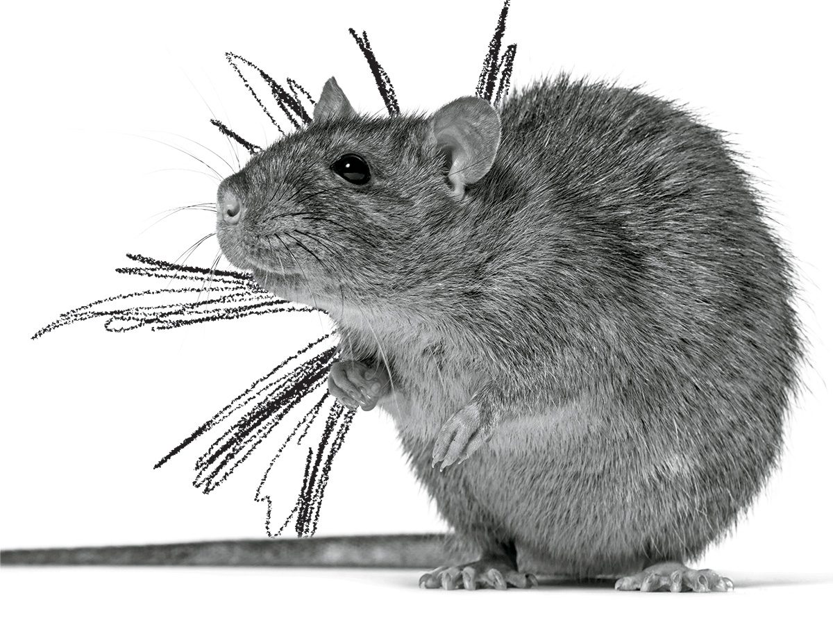 Une image d'un rat dans une photo en noir et blanc.