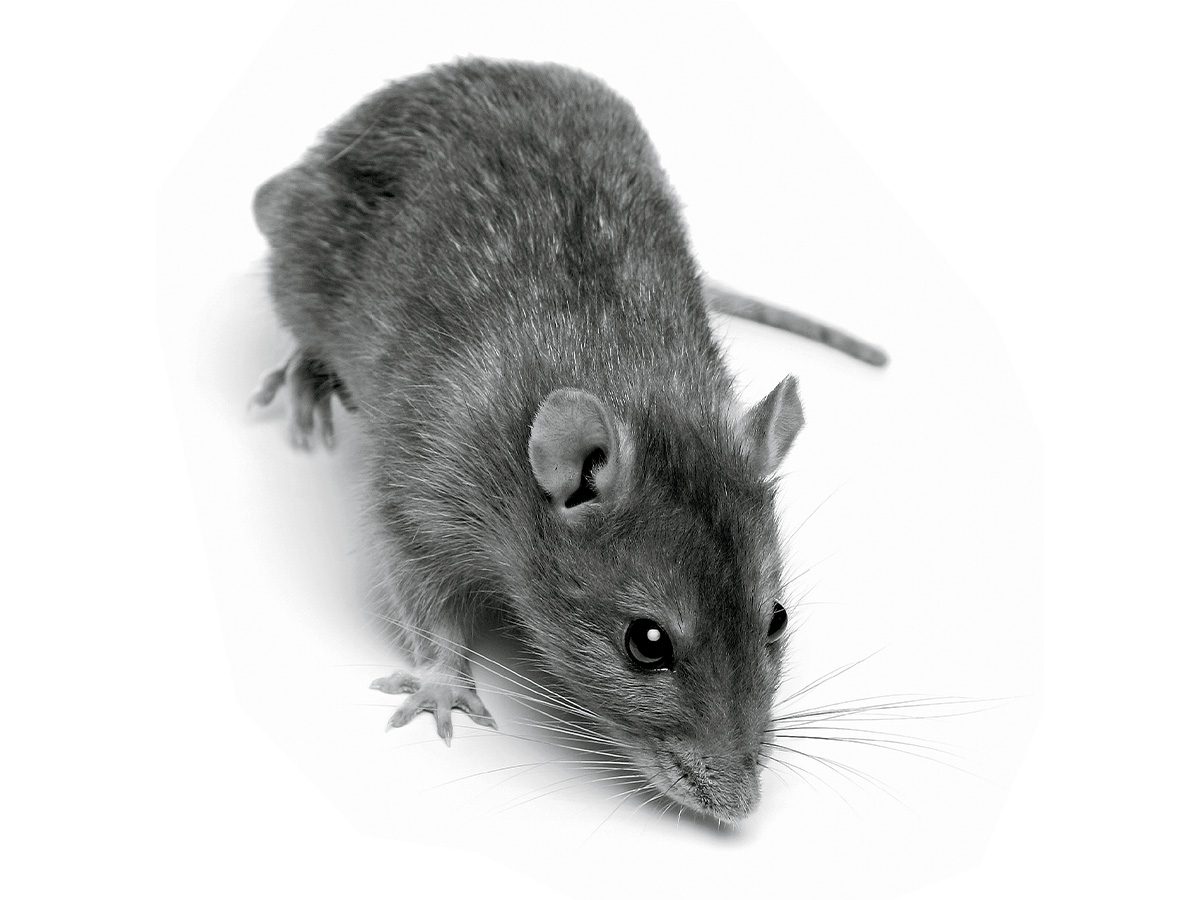 Rats: Un rat.