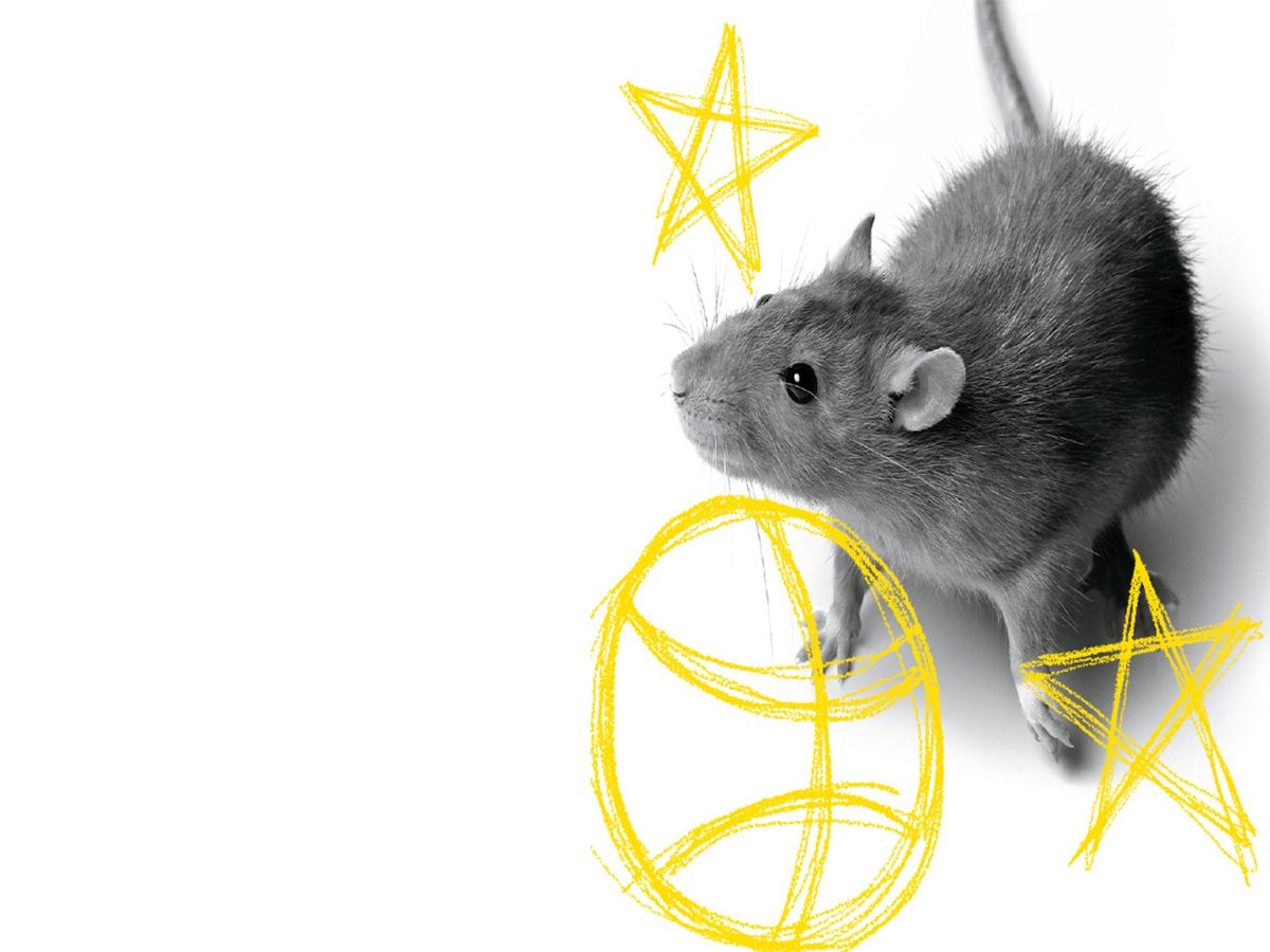 Rats: Un rat entouré de symboles d'étoiles.