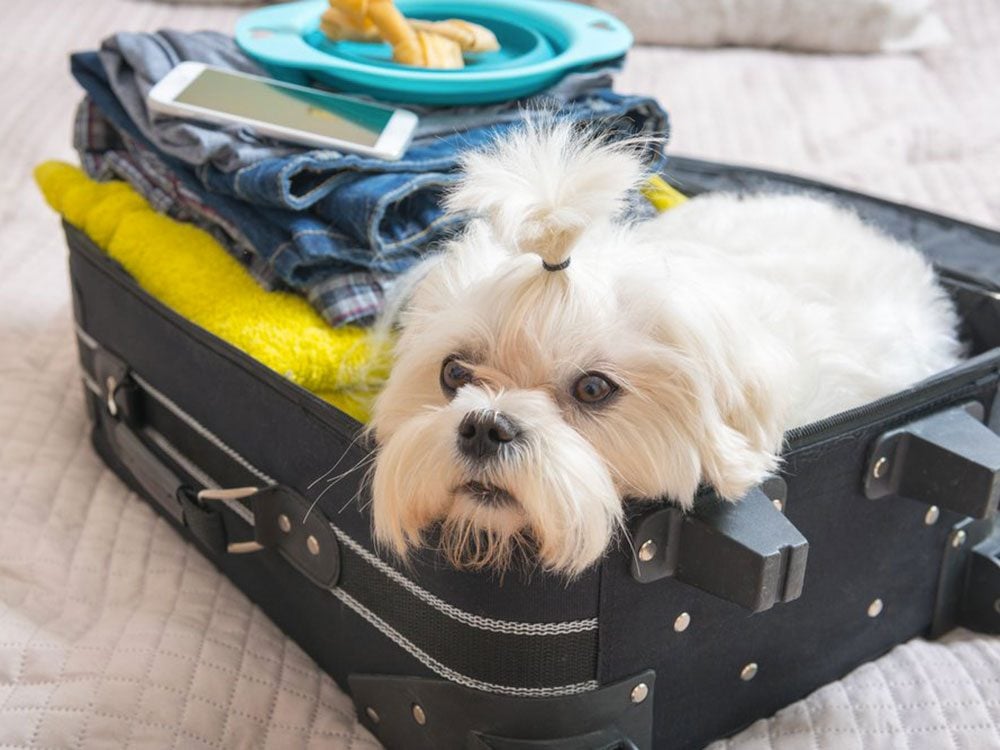 Votre chien sait quand vous partez en voyage.