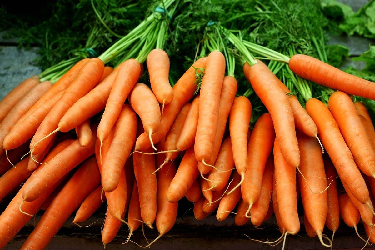 Mythe sur la santé : les carottes améliorent la vue