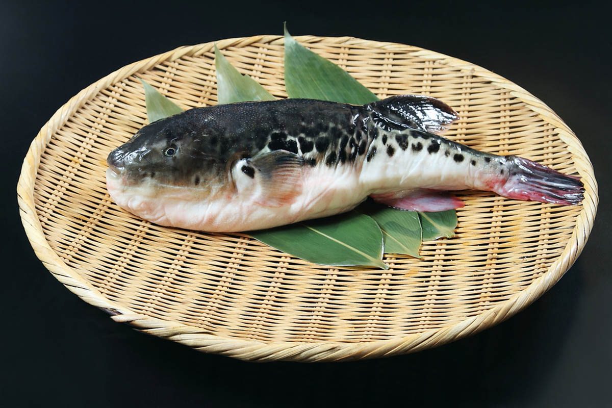 Aliments dangereux : le fugu est un poisson mortel.